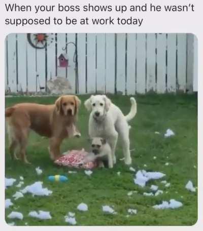 Dogs getting caught in the act