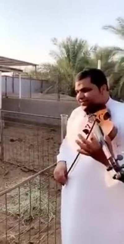 Just a Normal conservation between two Kuweighties.