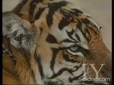 1985 Maybank Advertisement (They used a real Tiger!)