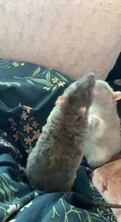 Watching my elderly boys tousle should not be so cute haha.