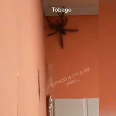 Trinidad Spiders Are Crazy Huge!