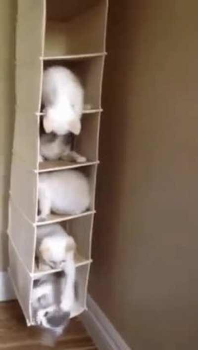 Cute kittens are playing