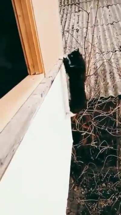 Even cats are KGB trained in CCCP