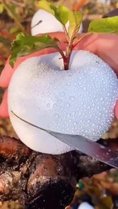 Arkansas Black apples and Ghost apples. /more text in comments...