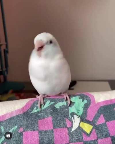 all you gotta do is just wiggle a bit