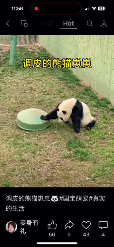 What happened to my baby panda ?