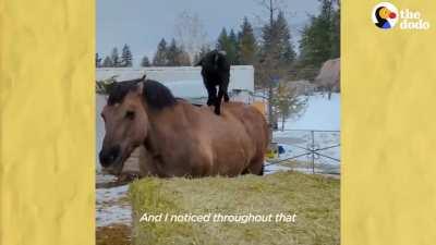 Goat riding around on his horse buddy