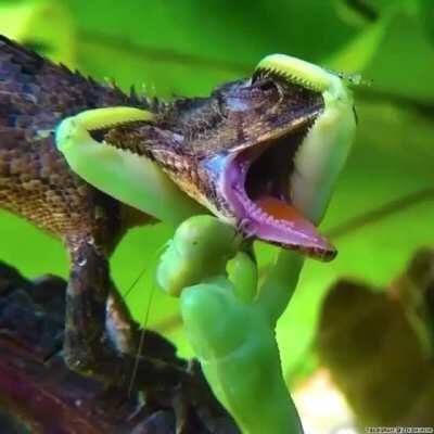 Такие богомолы