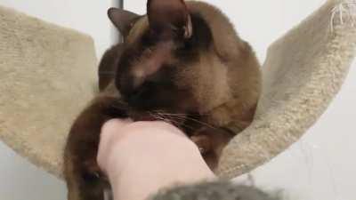 The sheer AUDACITY of me wanting my hand back.