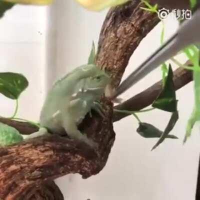 DNC pushing Biden/Harris. 