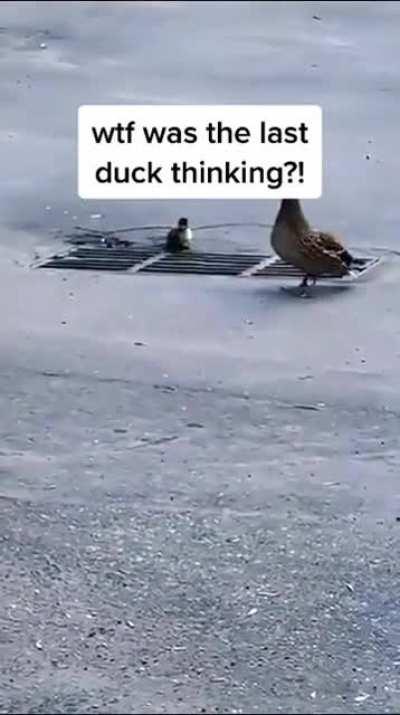 Footage of Adam Aron leading his ape followers