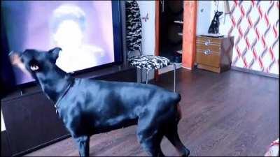 This one says the breed is a Doberman...