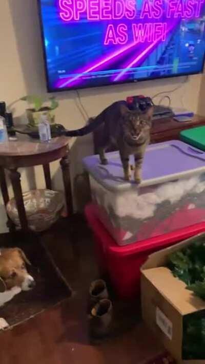 Pinto demanding I let her outside