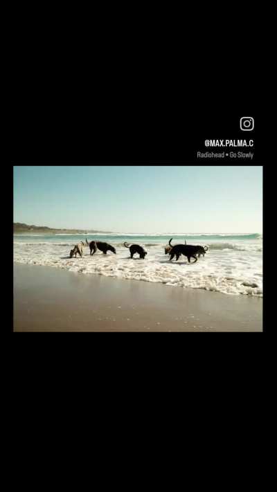 video de unos perritos callejeros jugando en la playa: