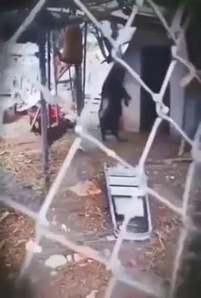 A goat casually walking upright