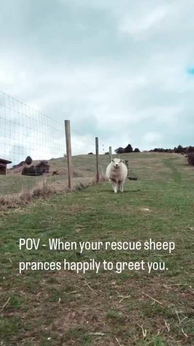 Good morning from Ted at Lilly Moss Animal Sanctuary in New Zealand