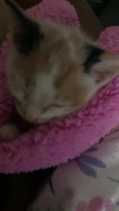 Cats are literally gods gift to humans. Can't wait to get one to help me cope❤