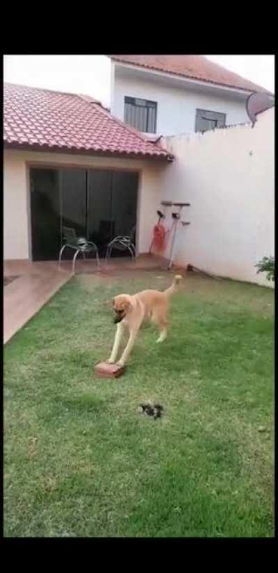 Plenty of toys around the garden, but you choose to play with a brick...