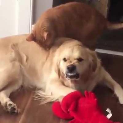 Dog doesn't appreciate being bathed by the cat.
