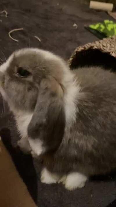 He’s absolutely obsessed with licking me it’s so cute! He’s so gentle too; the occasional little nip but never intentional.