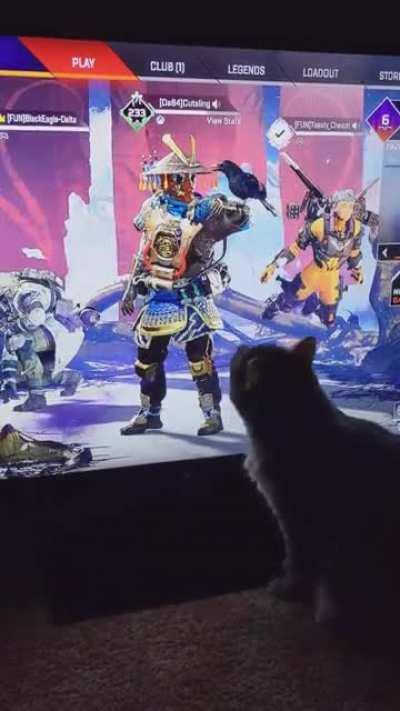 We've done pets getting scared at revenant but have we done cats attacking bloodhounds bird