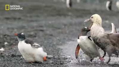Penguin father takes on Giant Petrels to save his chick.