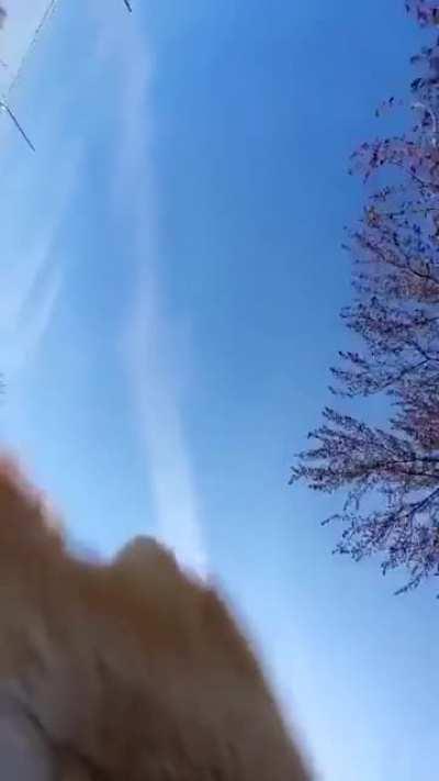 You've seen the baby running away with phone. How about fox version?