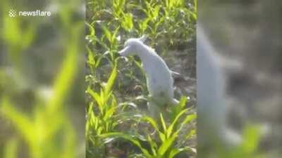 Goat born with paralyzed forelegs learns to walk upright