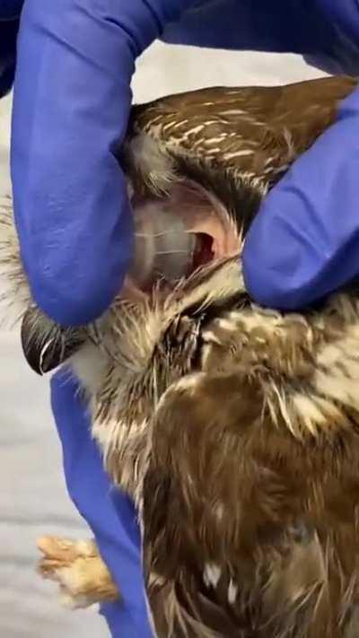 I present an owls ear. Now you have seen everything.