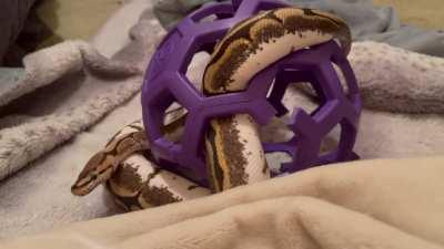 Just a ball enjoying her ball 🐍