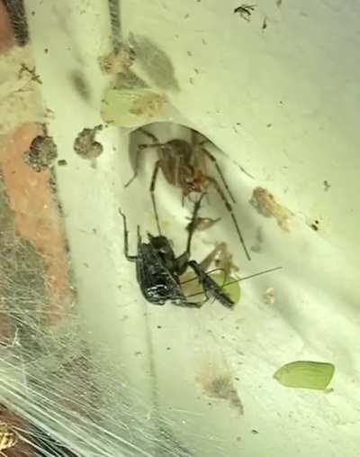 Fed my back porch buddy again (DOOM music edition)