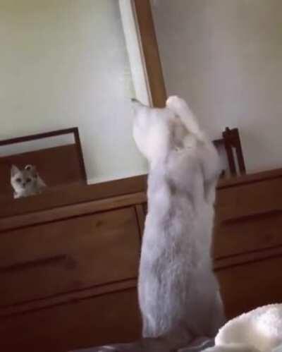 This cat's reaction to the mirror