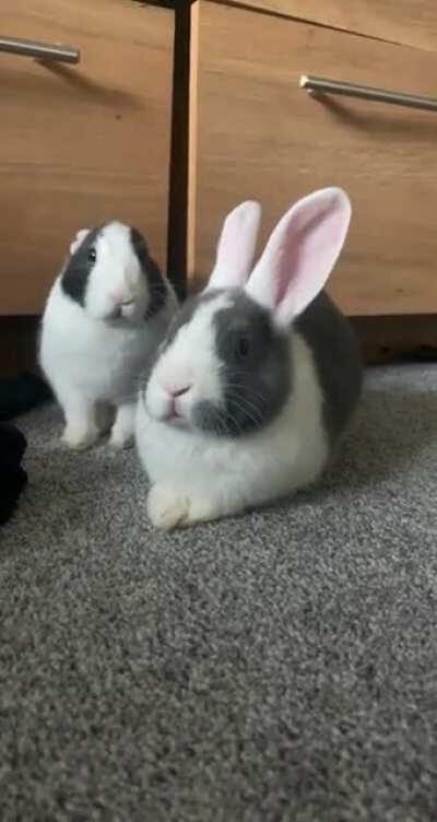 How I get my buns to cooperate for a picture 😂