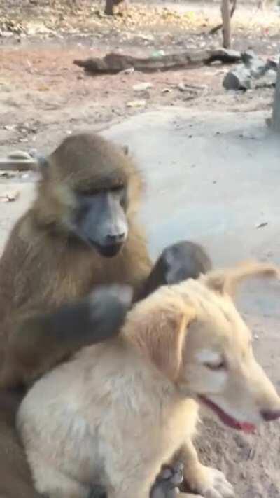 This Baboon is helping his dog Friend to get rid of bugs.