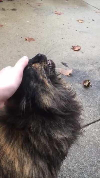 Lady Galadriel is pleased with my offering of scritches