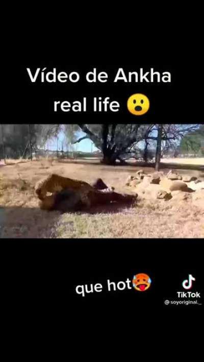 Video de Ankha real life 😮 que hot 🥵