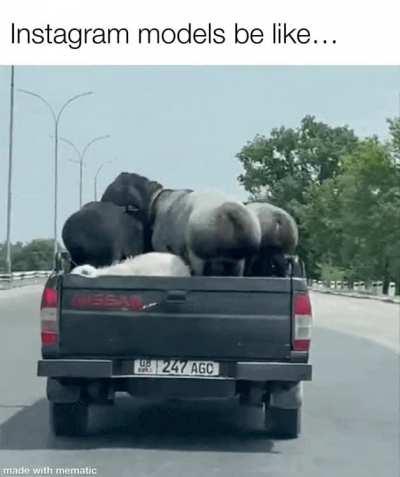 The way you shake it.