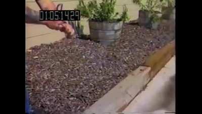 Pinky wants the smoke