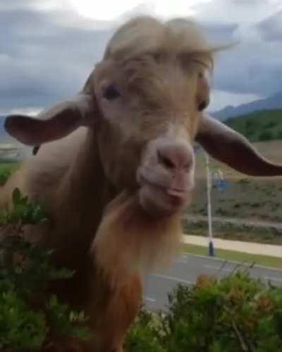 This animal is amazing!