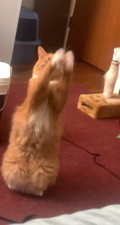 I love this guy to death, he’s such a little weirdo