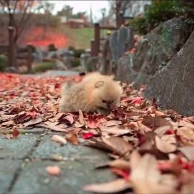 These little potato zoomies can barely make it over the leaves!