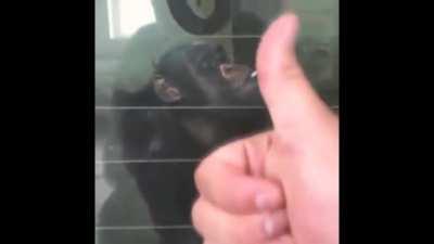 even the monkeys be vibin with carti 😎