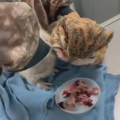 Caretaker using an owl puppet to feed a shy owlet