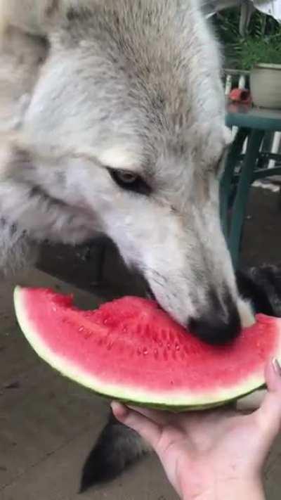 Summer Treat (IG - go_timber)