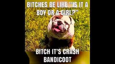 crash bandicoot is nonbinary 👌🏽👌🏽👌🏽