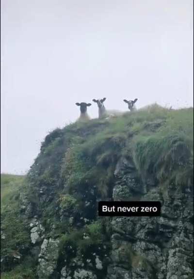 The council never forgets