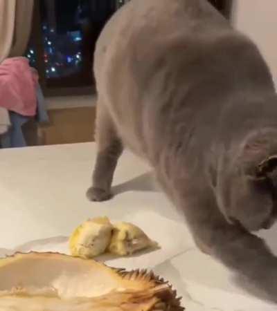 Cat's reaction to the smell of a durian fruit for the first time..🐈🥝♨️😅