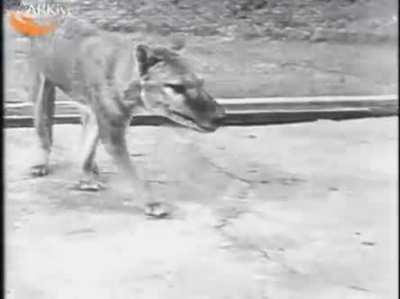 Footage of the Last Thylacine (Tasmanian Tiger) on Earth, Benjamin.