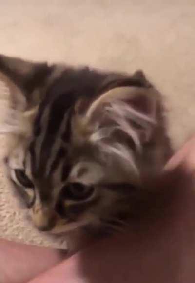 This kitten