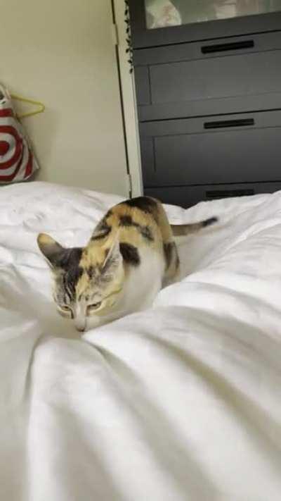 Not sure if greeble infested, or tail chasing